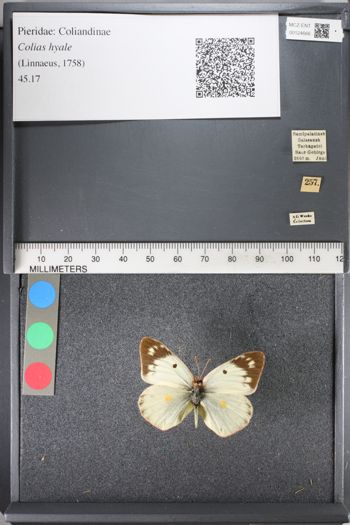 Media type: image;   Entomology 124666
